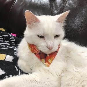 Cat Pumpkin Bandana Slips Over the Collar